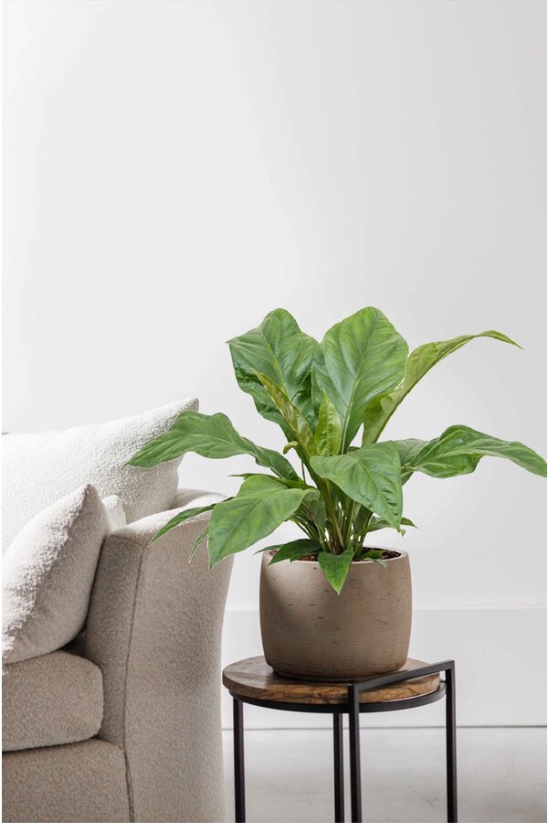 Anthurium Jungle King Small