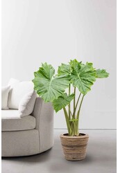 Alocasia Portadora in Drypot Rattan