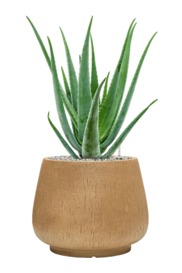 Baq Riva Darcy Brown Beige