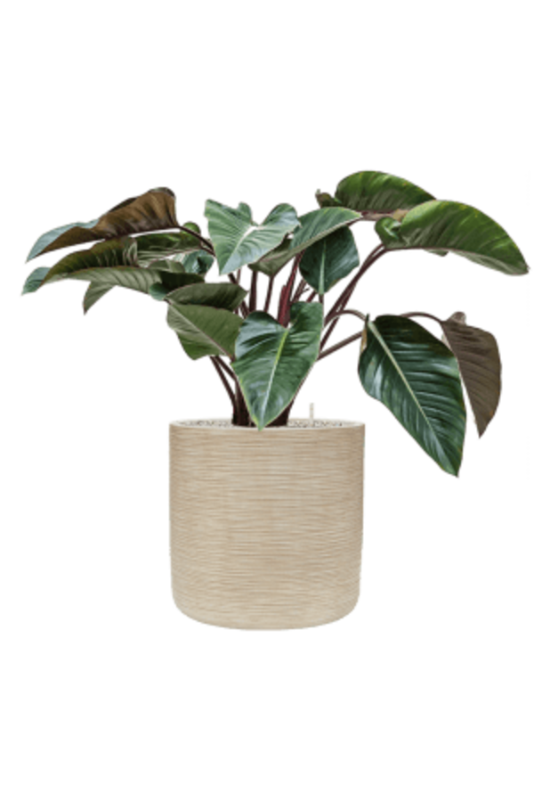 Baq Dune Cylinder Beige