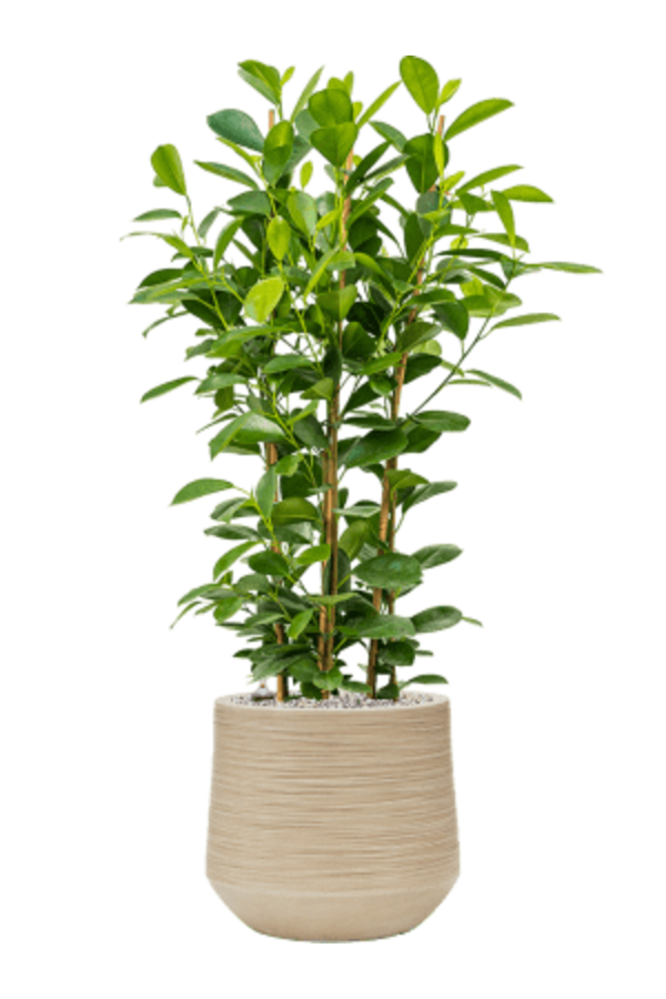 Baq Dune Darcy Beige