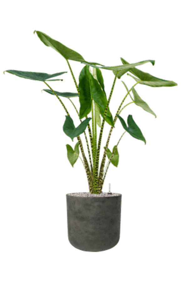 Rough Charlie XL Black Washed