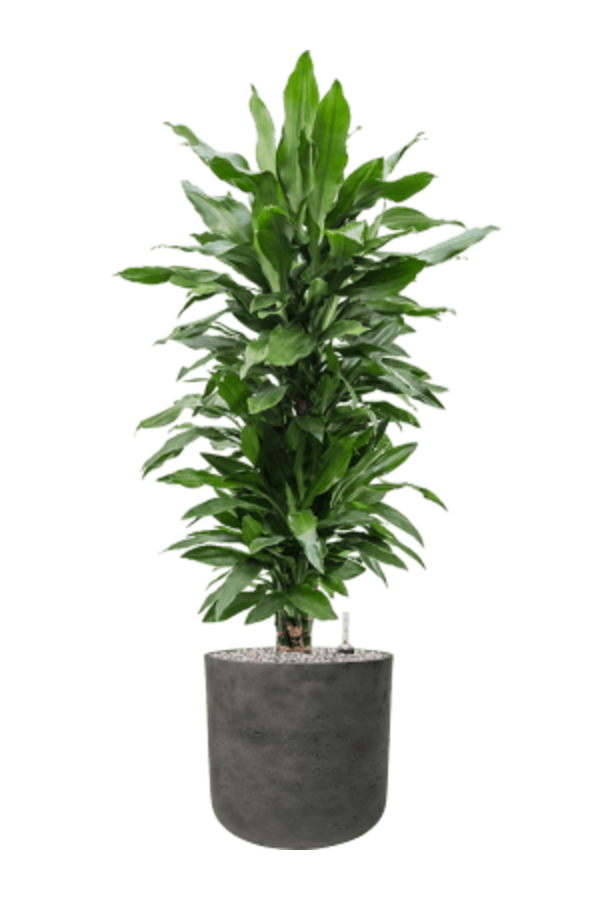 Rough Charlie XL Black Washed