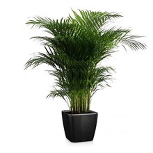 Lechuza Goudpalm Areca in Zelfwatergevende Quadro