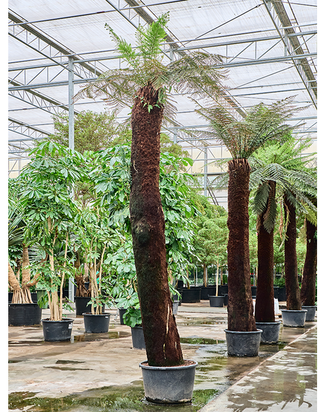 Dicksonia