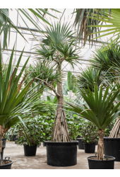 Pandanus Utilis