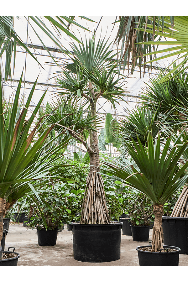 Pandanus Utilis