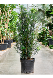 Podocarpus Macrophyllus Maki