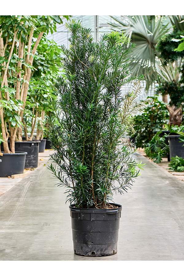 Podocarpus Macrophyllus Maki