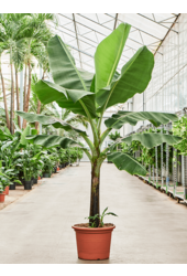 Musa Dwarf Cavendish