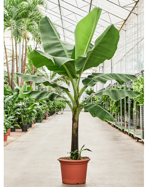 Musa