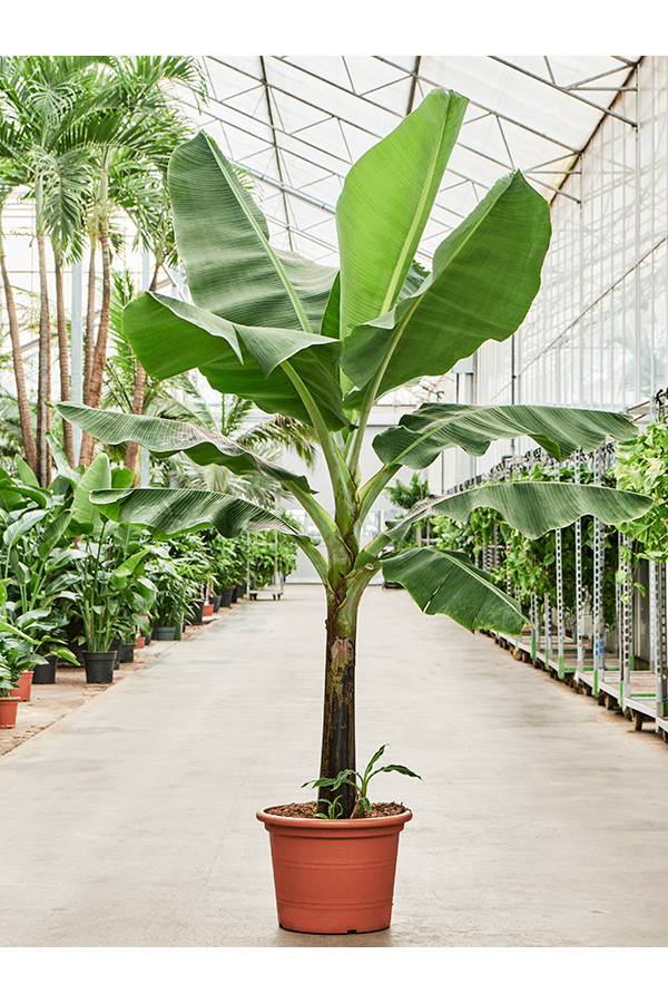Musa Dwarf Cavendish