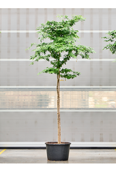 Bulnesia Arborea (350-450)