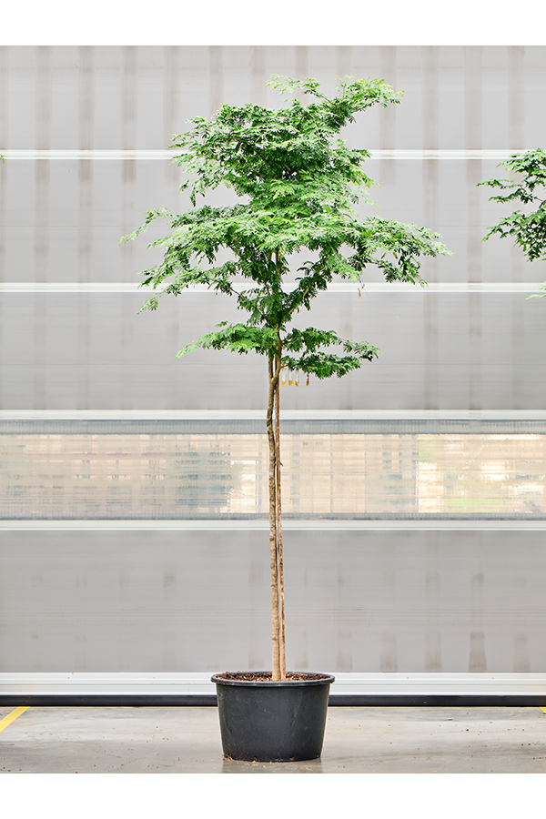 Bulnesia Arborea (350-450)