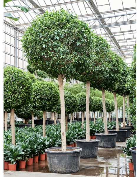 Ficus