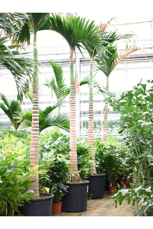 Areca Catechu Dwarf