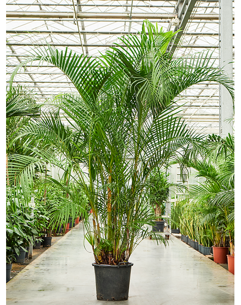 Dypsis