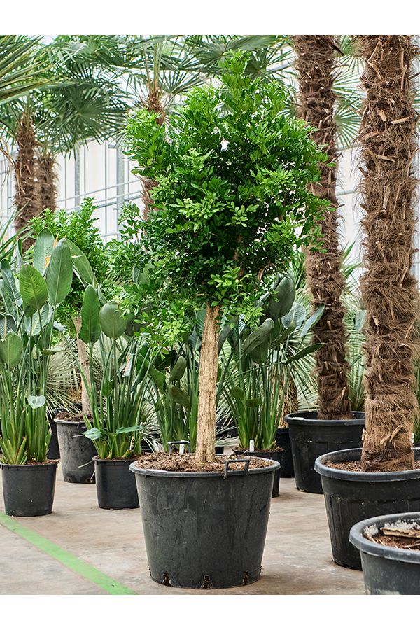 Murraya Paniculata (180-220)