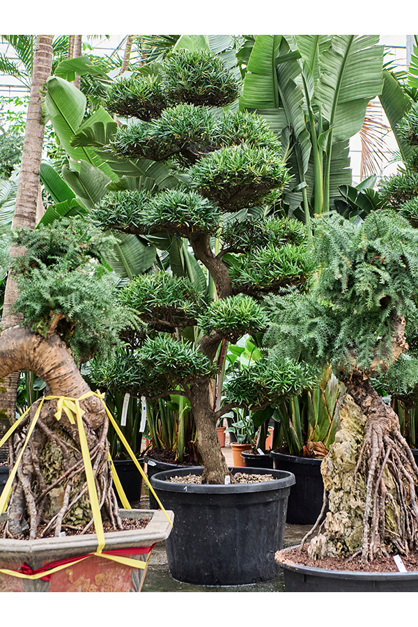 Podocarpus Macrophyllus