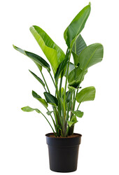 Strelitzia Nicolai L