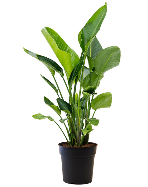 Strelitzia L