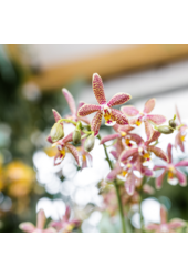 Kolibri Orchids | oranje Phalaenopsis orchidee - Spider- potmaat Ø9cm | bloeiende kamerplant - vers van de kweker