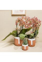 Kolibri Orchids | oranje Phalaenopsis orchidee - Spider- potmaat Ø9cm | bloeiende kamerplant - vers van de kweker