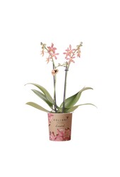 Kolibri Orchids | oranje Phalaenopsis orchidee - Spider- potmaat Ø9cm | bloeiende kamerplant - vers van de kweker