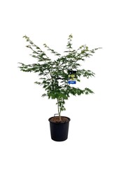 Esdoorn Acer Arctic Jade ®