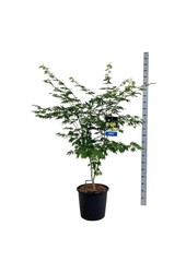 Esdoorn Acer Arctic Jade ®