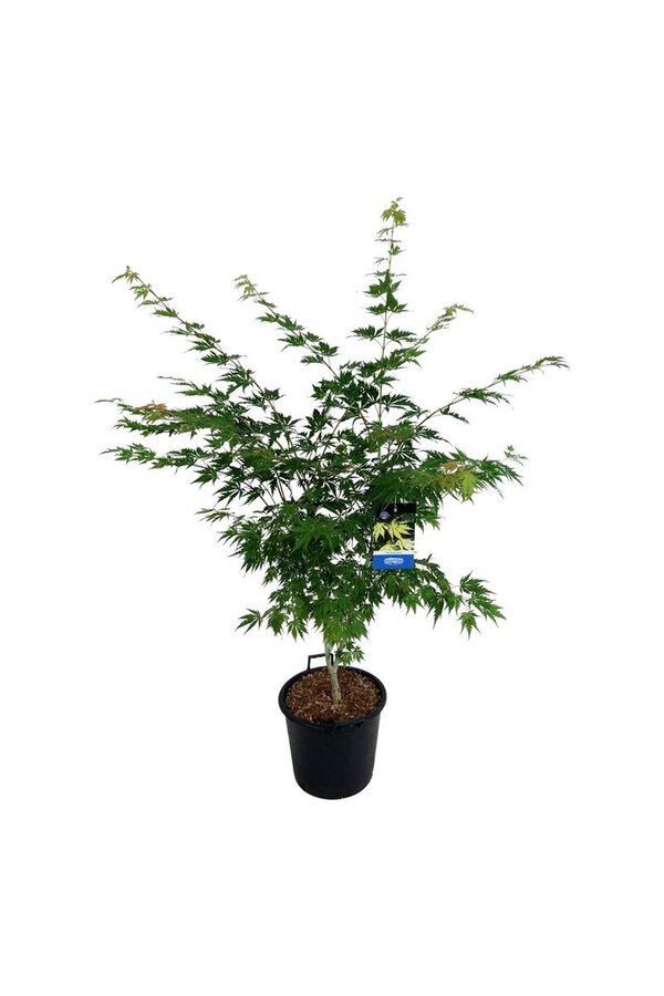 Esdoorn Acer Arctic Jade ®