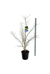 Esdoorn Acer Arctic Jade ®