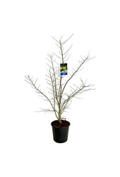 Esdoorn Acer Arctic Jade ®