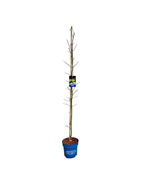Acer