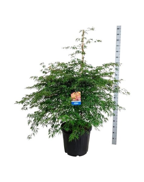 Acer