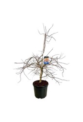 Esdoorn Acer Ice Dragon ®