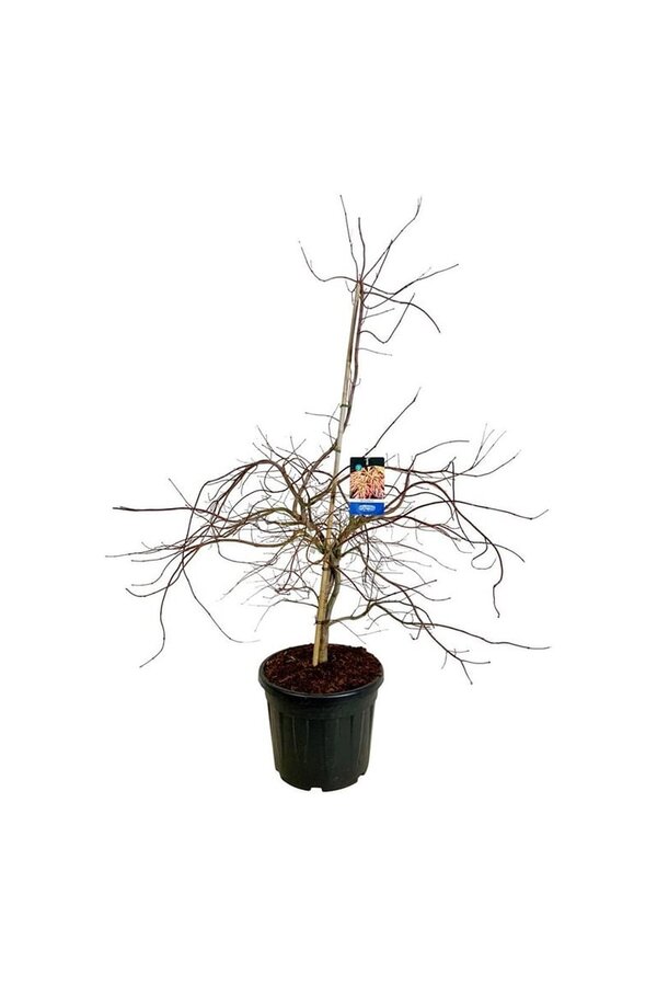 Esdoorn Acer Ice Dragon ®