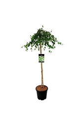 Berk Betula Youngii