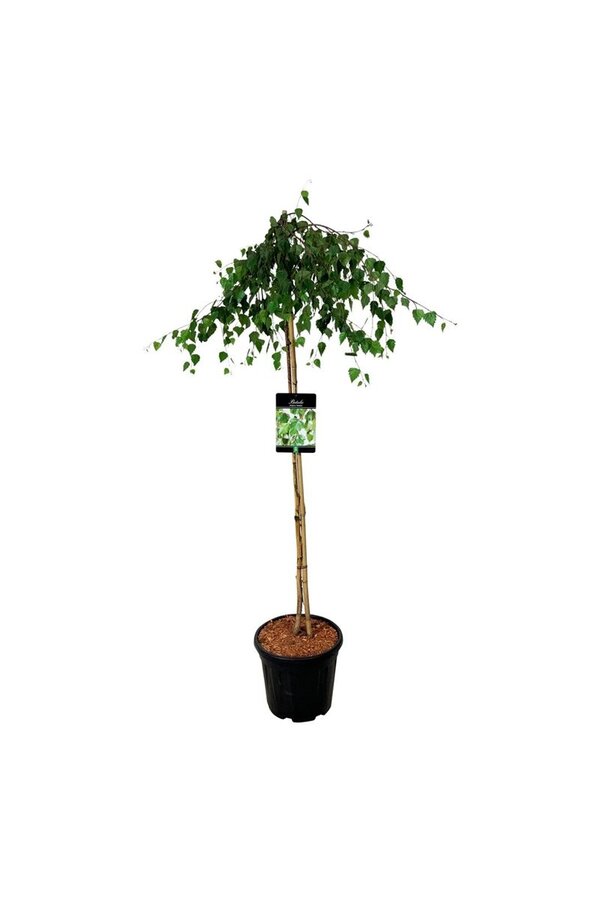 Berk Betula Youngii