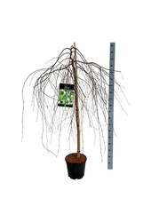 Berk Betula Youngii