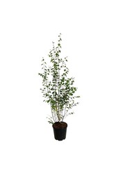 Berk Betula utilis jacquemontii