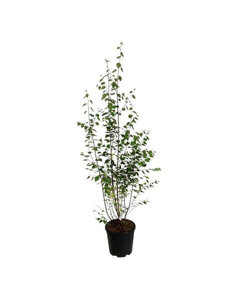 Betula