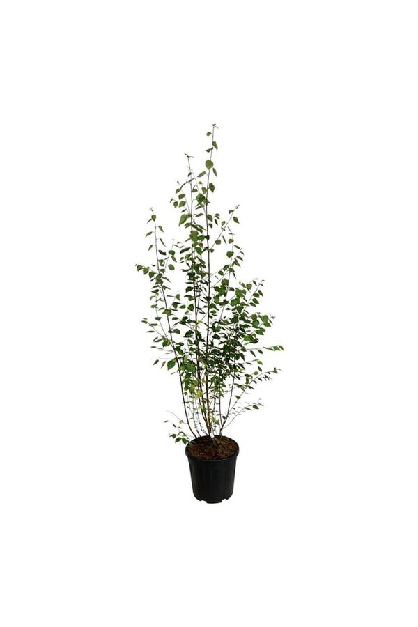 Berk Betula utilis jacquemontii