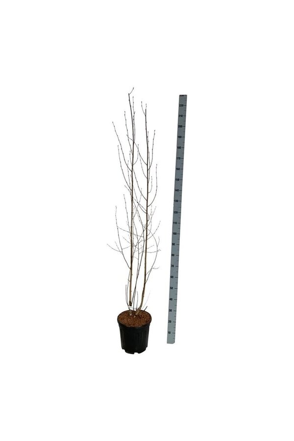 Berk Betula utilis jacquemontii