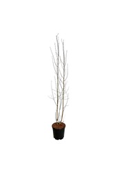 Berk Betula utilis jacquemontii