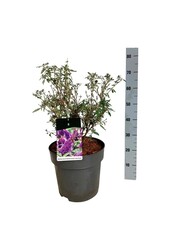 Vlinderstruik Buddleja B. Candy Little Purple