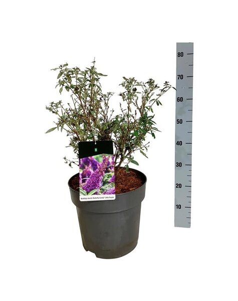 Buddleja