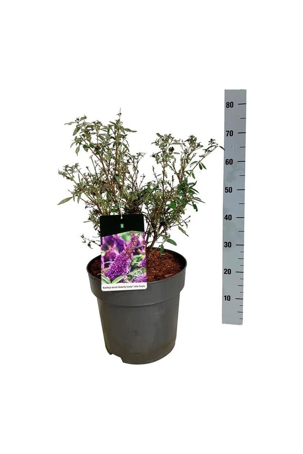 Vlinderstruik Buddleja B. Candy Little Purple