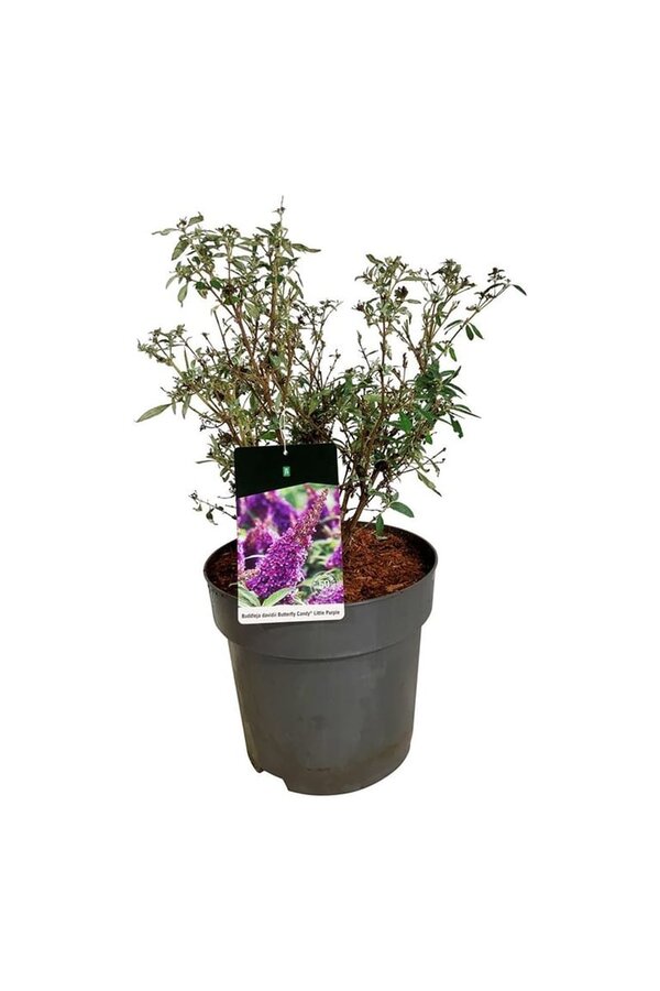 Vlinderstruik Buddleja B. Candy Little Purple