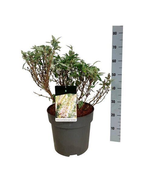 Buddleja